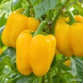 Papryka słodka Giallo d'Asti nasiona 1,5g - FRANCHI