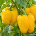 Papryka słodka Giallo d'Asti nasiona 1,5g - FRANCHI