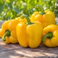 Papryka słodka Giallo d'Asti nasiona 1,5g - FRANCHI