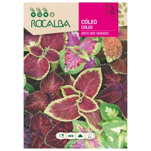 Koleus Rainbow Mixed o efektownych intensywnie wybarwionych liściach nasiona 0,5 g - Rocalba