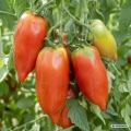 Pomidor Nasone Tomate Farmer odmiana tworząca mięsiste owoce o masie około 250 g nasiona 10 szt. - Rocalba