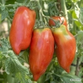 Pomidor Nasone Tomate Farmer odmiana tworząca mięsiste owoce o masie około 250 g nasiona 10 szt. - Rocalba