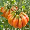 Pomidor Colpo di Cuore Tomate Farmer odmiana tworząca bardzo duże owoce typu bawole serce nasiona 8 szt. - Rocalba