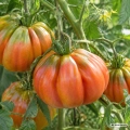 Pomidor Colpo di Cuore Tomate Farmer odmiana tworząca bardzo duże owoce typu bawole serce nasiona 8 szt. - Rocalba