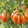 Pomidor Colpo di Cuore Tomate Farmer odmiana tworząca bardzo duże owoce typu bawole serce nasiona 8 szt. - Rocalba