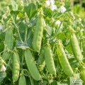 Groch Onward odmiana ceniona za wysoką plenność nasiona 70 g - Rocalba