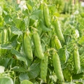 Groch Onward odmiana ceniona za wysoką plenność nasiona 70 g - Rocalba