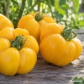 Pomidor Yellow Stuffer odmiana o owocach przypominających kształtem żółtą paprykę słodką nasiona 0,1 g - Rocalba