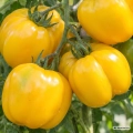 Pomidor Yellow Stuffer odmiana o owocach przypominających kształtem żółtą paprykę słodką nasiona 0,1 g - Rocalba