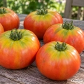Pomidor Muchamiel Selection Cuello Verde odmiana o dużych mięsistych owocach o masie 250 g nasiona 1 g - Rocalba