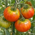 Pomidor Muchamiel Selection Cuello Verde odmiana o dużych mięsistych owocach o masie 250 g nasiona 1 g - Rocalba