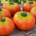 Pomidor Muchamiel Selection Cuello Verde odmiana o dużych mięsistych owocach o masie 250 g nasiona 1 g - Rocalba