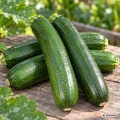 Cukinia Verde Mata Compacta odmiana plenna o licznych zielonych owocach nasiona 8 g - Rocalba