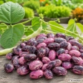 Fasola wielokwiatowa Scarlet odmiana smaczna fasolki w purpurowym kolorze z czarnymi smugami nasiona 10 g - Žalia stotelė