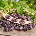 Fasola wielokwiatowa Scarlet odmiana smaczna fasolki w purpurowym kolorze z czarnymi smugami nasiona 10 g - Žalia stotelė