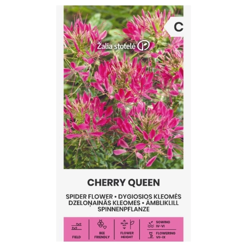 Kleome Cherry Queen odmiana tworzy efektowne różowe kwiatostany nasiona 0,4 g - Žalia stotelė