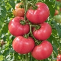 Pomidor Perugino H odmiana bardzo plenna o smacznych malinowych owocach nasiona 10 szt. - Žalia stotelė