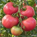 Pomidor Perugino H odmiana bardzo plenna o smacznych malinowych owocach nasiona 10 szt. - Žalia stotelė