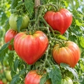 Pomidor Oxheart Cuor di Bue odmiana o dużych czerwonych owocach typu bawole serce nasiona 0,1 g - Žalia stotelė