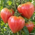 Pomidor Oxheart Cuor di Bue odmiana o dużych czerwonych owocach typu bawole serce nasiona 0,1 g - Žalia stotelė