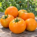 Pomidor Orange Queen odmiana o intensywnie pomarańczowych owocach nasiona 0,1 g - Žalia stotelė