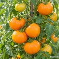 Pomidor Orange Queen odmiana o intensywnie pomarańczowych owocach nasiona 0,1 g - Žalia stotelė