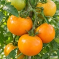 Pomidor Orange Queen odmiana o intensywnie pomarańczowych owocach nasiona 0,1 g - Žalia stotelė