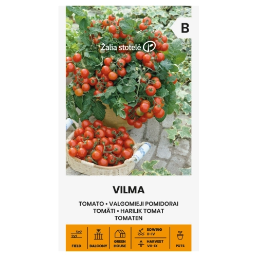 Pomidor Vilma odmiana drobnoowocowa koktajlowa o smacznych czerwonych owocach nasiona 0,2 g - Žalia stotelė