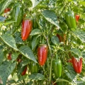 Papryka ostra Jalapeno M wczesna i plenna odmiana chili nasiona 0,1 g - Žalia stotelė
