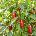 Papryka ostra Jalapeno M wczesna i plenna odmiana chili nasiona 0,1 g - Žalia stotelė
