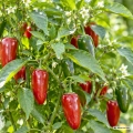 Papryka ostra Jalapeno M wczesna i plenna odmiana chili nasiona 0,1 g - Žalia stotelė