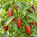 Papryka ostra Jalapeno M wczesna i plenna odmiana chili nasiona 0,1 g - Žalia stotelė