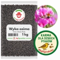 Wyka Ozima Nasiona 1 kg Ziarno Rośliny Bobowate
