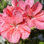 Pelargonia rabatowa Raspbery Ripple nasiona 0,04g - W. Legutko