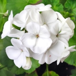 Pelargonia rabatowa Gama F1 biała nasiona 0,05g - W. Legutko