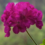 Pelargonia rabatowa fioletowa Gama F1 nasiona  0,05g - W. Legutko