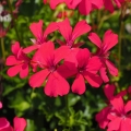 Pelargonia bluszczolistna Speedy F2 mieszanka 5 nasion - W. Legutko 