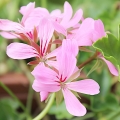 Pelargonia bluszczolistna Speedy F2 mieszanka 5 nasion - W. Legutko 