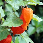 Miechunka nasiona 0,5g  - TORSEED