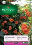 Milin amerykański nasiona 0,3g - VILMORIN 