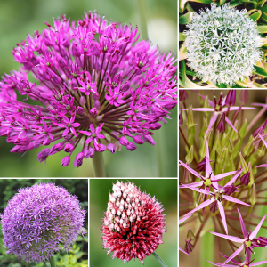 Czosnki Ozdobne Mix Kolorów i Odmian cebulki kwiatowe  5szt.