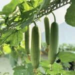 Gąbczak walcowaty Luffa nasiona 1g - TORAF