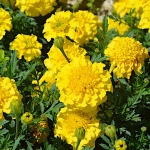 Aksamitka Rozpierzchła Gypsy Sunshine nasiona 1g - TORAF