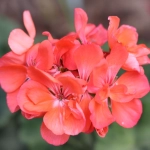 Pelargonia rabatowa Gama F1 łososiowa nasiona 0,05g - W. Legutko 
