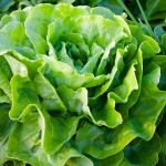 Sałata Królowa Majowych wczesna nasiona 2g - TORAF