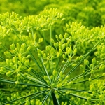 Koper Sprinter o silnym aromacie nasiona 5g - TORAF