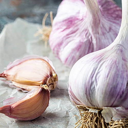 Czosnek zimowy Germidour 250g - W. Legutko