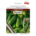 Ogórek gruntowy Maksimus nasiona na taśmie 5m - Plantico 