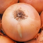 Cebula Exhibition nasiona 1g - PlantiCo 