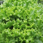 Sałata Dębolistna Querido nasiona 0,5g - VILMORIN 